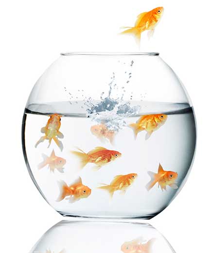 goldfish jumping out of  water
